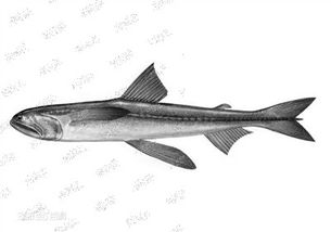 水產(chǎn)品中天然存在甲醛嗎？溫州專(zhuān)家為您揭秘真相