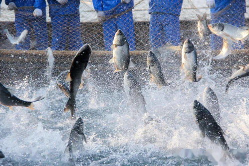 關(guān)于加強(qiáng)水產(chǎn)養(yǎng)殖用投入品監(jiān)管的通知