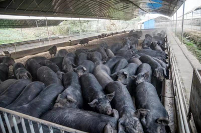 重慶海林生豬發(fā)展 探索畜牧漁業(yè)與飼料銷(xiāo)售協(xié)同發(fā)展之路