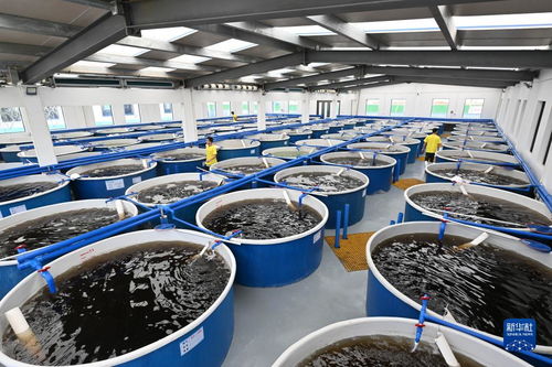 海南文昌 以特色產(chǎn)業(yè)為翼，譜寫高質(zhì)量發(fā)展新篇章——聚焦畜牧漁業(yè)飼料銷售