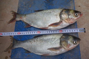 楚雄州稻田養(yǎng)魚與增殖放流項目效果監(jiān)測調(diào)查及畜牧漁業(yè)飼料銷售關(guān)聯(lián)分析