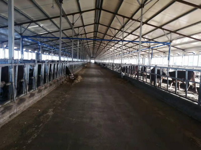 雙鴨山市 龍頭帶動，牛業起航，畜牧漁業飼料銷售新篇章