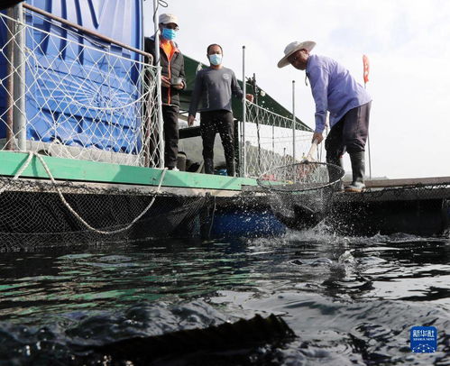 漁排之上，香港的另一面 從漁業飼料銷售看城市多元生態